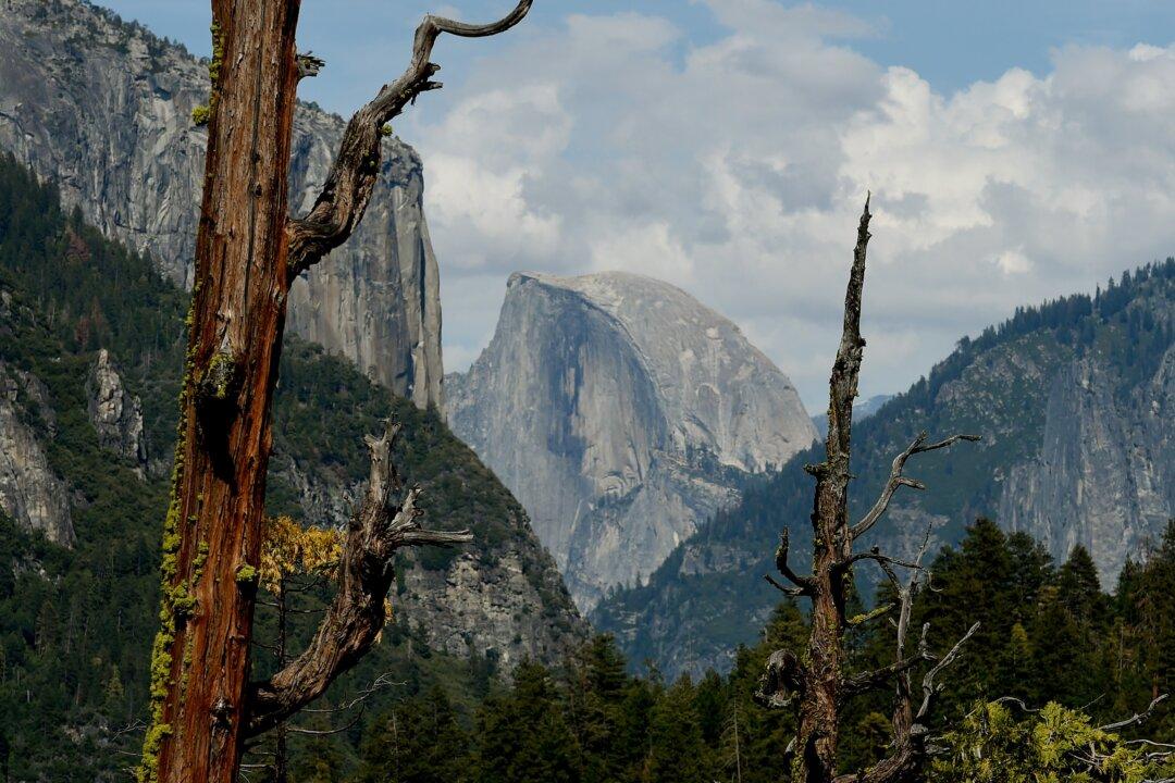 What’s Killing Forests in California?