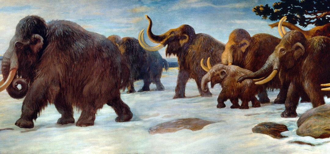 Are Pleistocene Parks in Our Future?