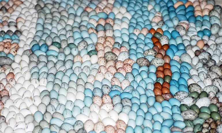 Some Birds ‘Sign’ Eggs to Weed out Impostors