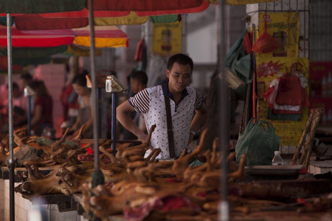 China’s Dog Meat Festival Sparks Campaign of Outrage