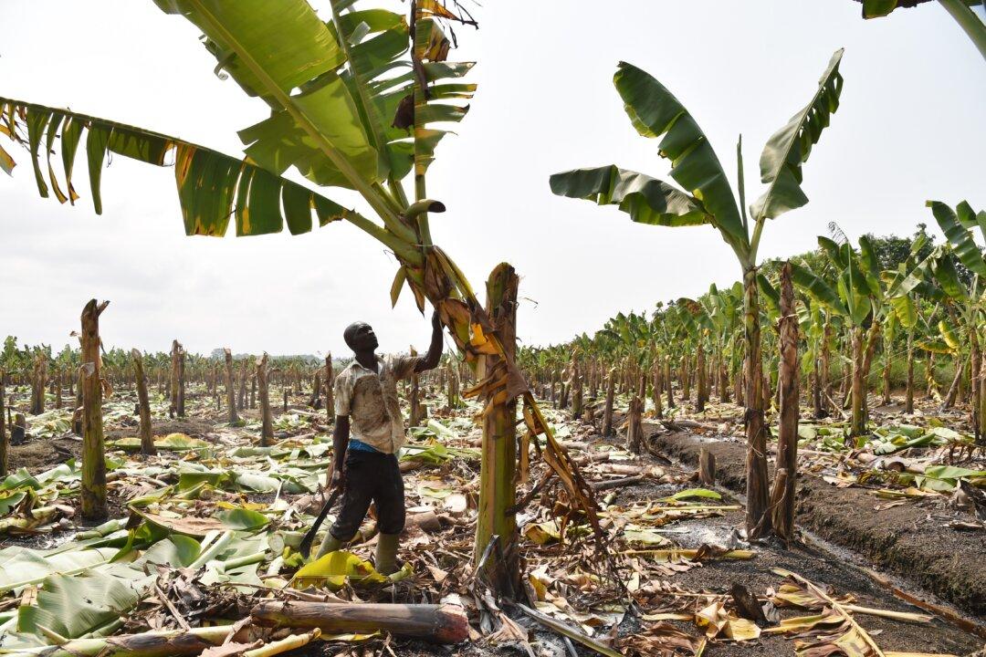 The Common Banana Is in Danger of Being Wiped Out