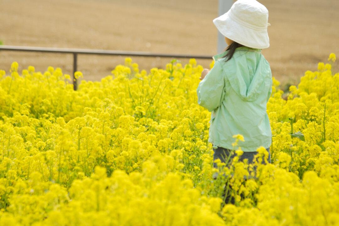 We Owe Caterpillars for Spicy Mustard