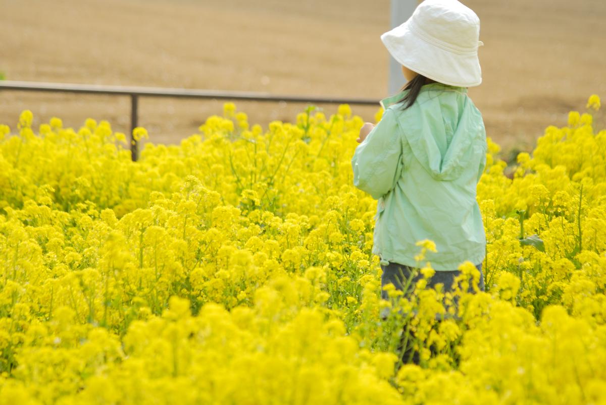 We Owe Caterpillars for Spicy Mustard