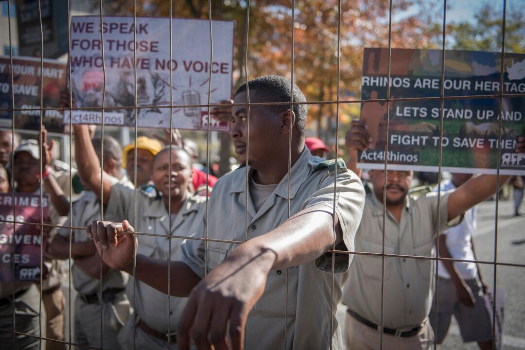 Breeders Want South Africa’s Ban on Rhino Horn Trade Lifted