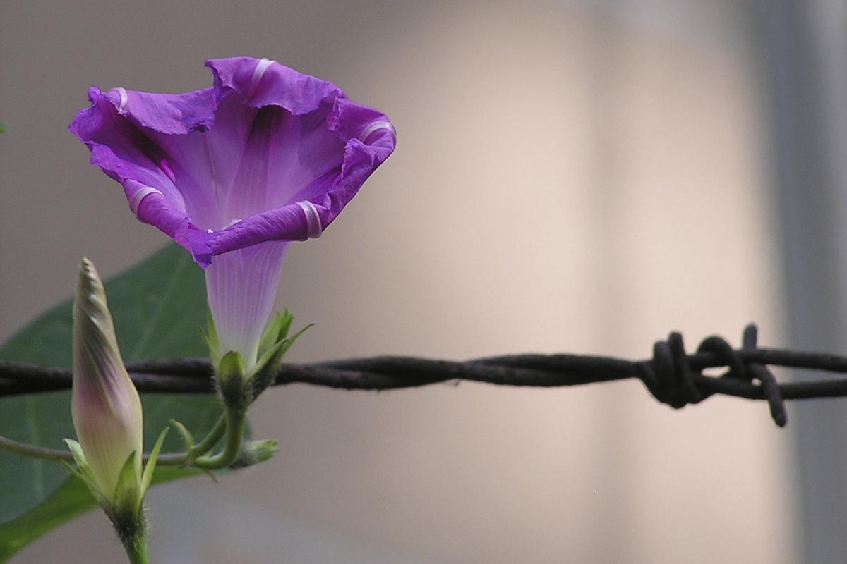 Astounding Coincidences That Saved Lives During the Holocaust—Fate?