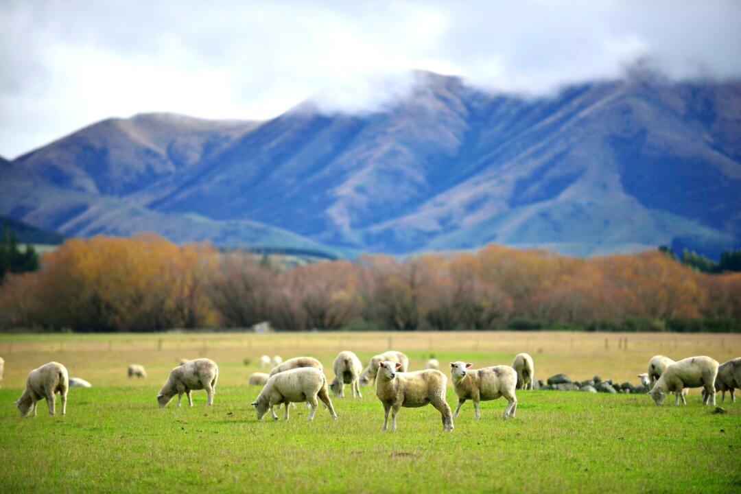 Where to Have a Luxury Holiday in New Zealand