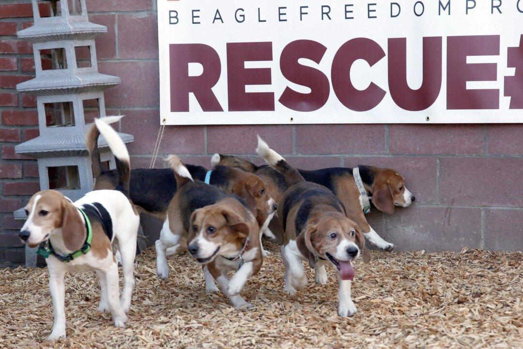 New ‘Synthetic Skin’ Can Reduce Use of Animals in Drug Testing