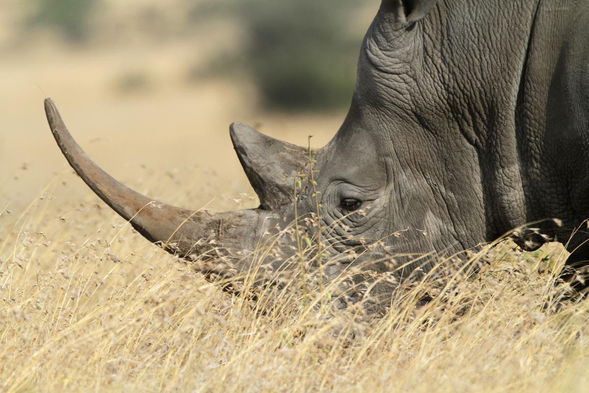 The Trouble With Using Synthetic Rhino Horn to Stop Poaching