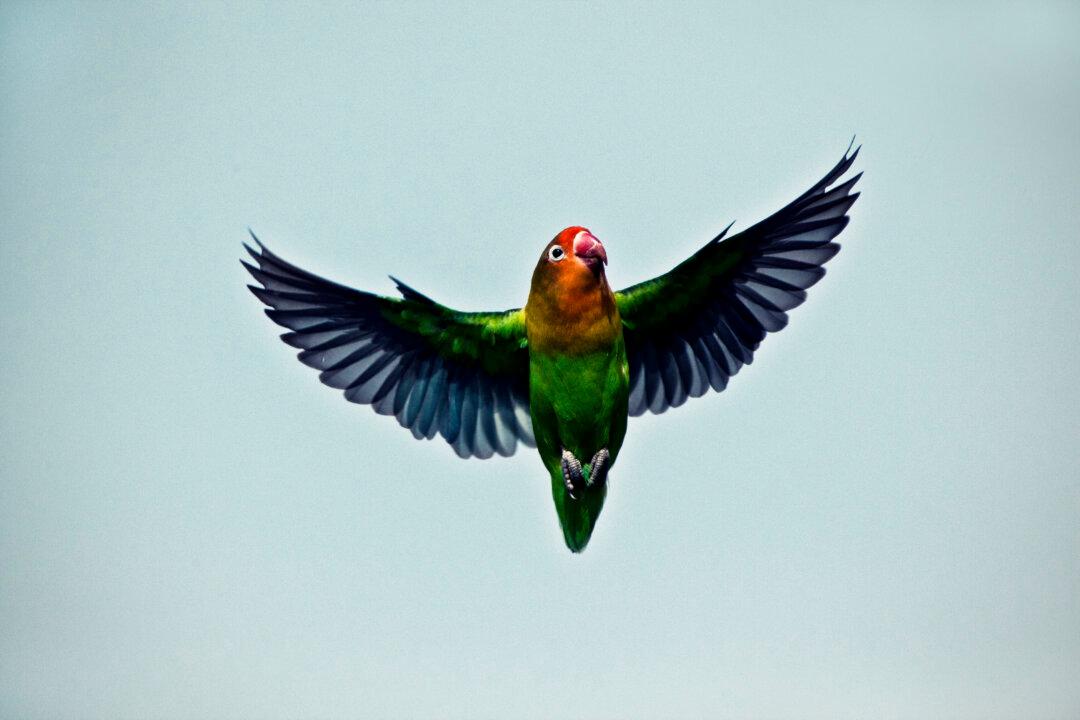 Quick Peeks Let Lovebirds Maneuver in Flight