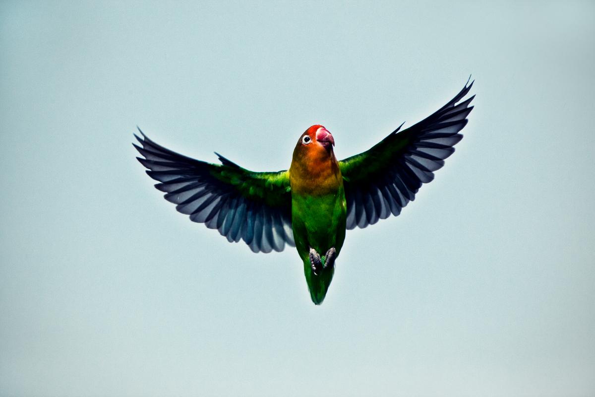 Quick Peeks Let Lovebirds Maneuver in Flight