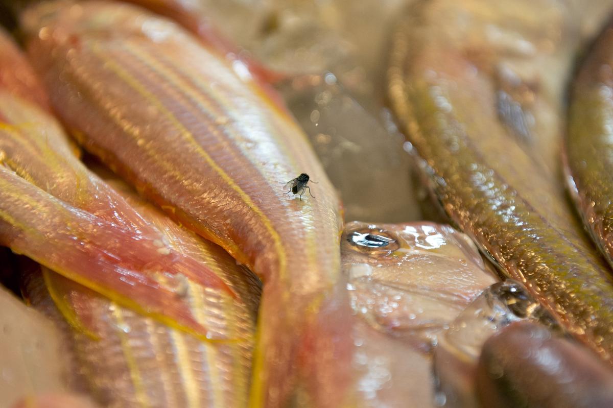 Are You Eating Tainted Seafood From China?