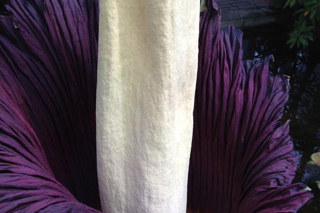 The Secret of the World’s Smelliest Flower