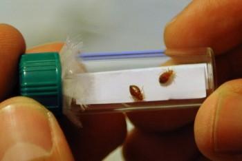Charity Bed Bug Treatment Program Seeks Candidates