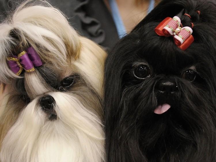 Pets Are Family Too, So Remember Them in Your Will