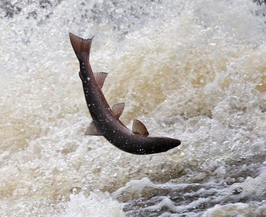 Fishermen Versus Sea Lions