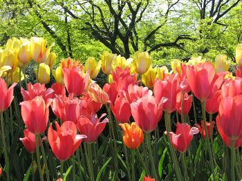 The Tulip: A Spring Blossom’s Curious History