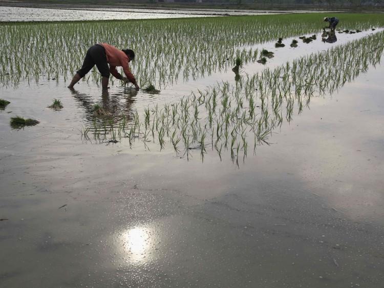 Over 30 Million Chinese Elderly Make a Living Doing Manual Labor