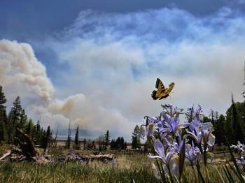 Arizona Wallow Fire Largest in State History, 18 Percent Contained