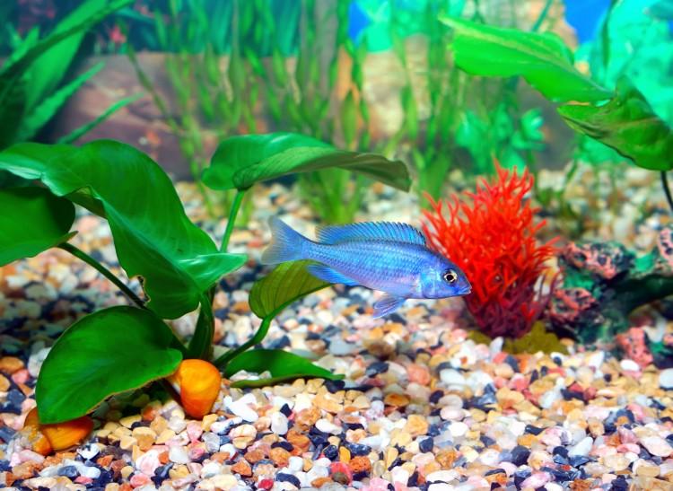 Aquariums Open Up a Whole New World