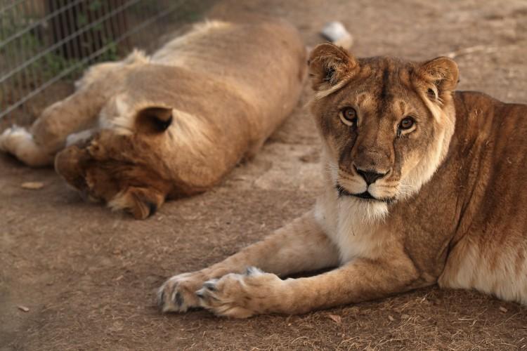 U.S. Congress Seeks Legislation for Big Cats