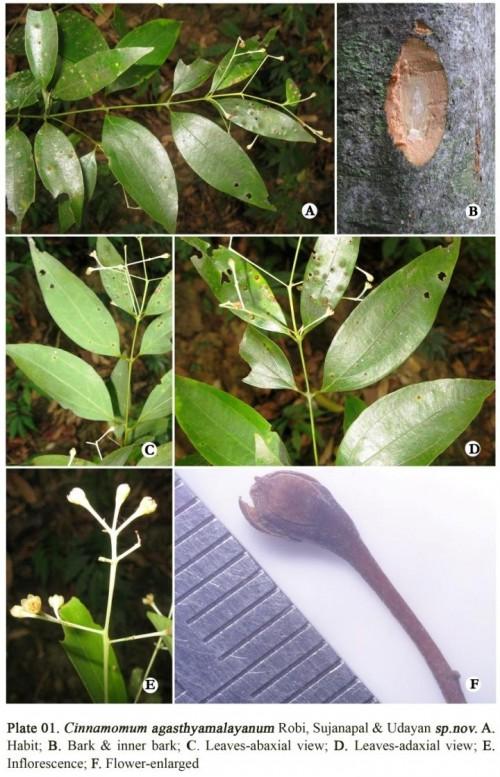 New Species of Camphor Tree Discovered in India