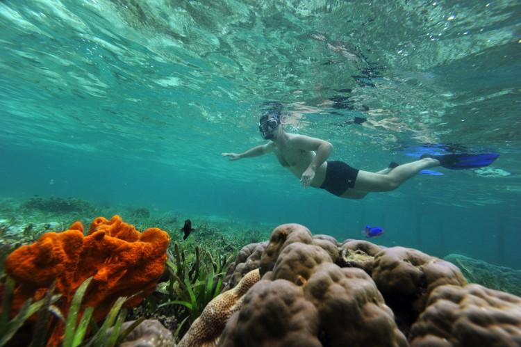 Caribbean Coral Reefs Nearing Destruction, Report Says