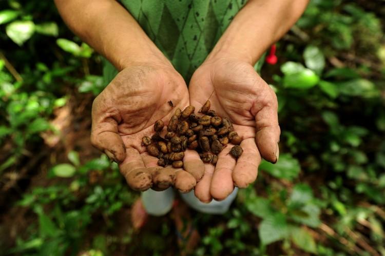 After Period of Gains, Coffee Prices to Stabilize