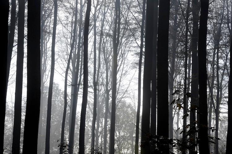 ‘Forest Boy’ Identified as 20-Year-Old Dutch