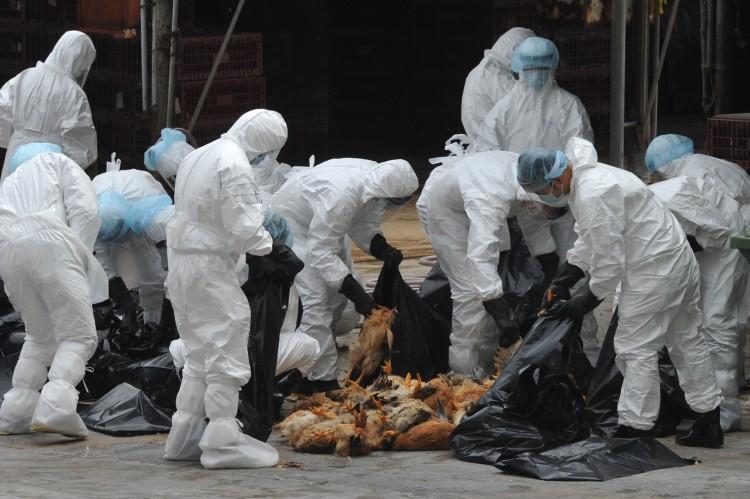 Chinese Regime Confirms Two New Cases of Bird Flu