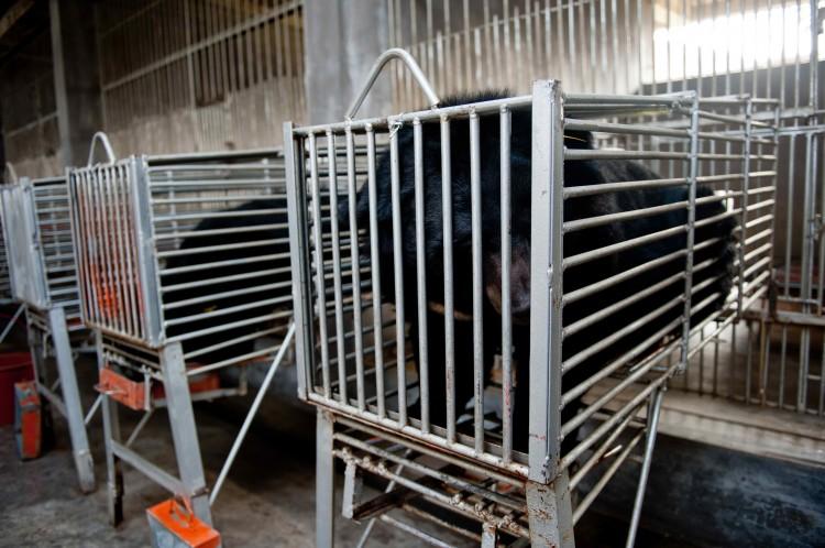 Chinese Live Bear Bile Extraction Company Seeks IPO