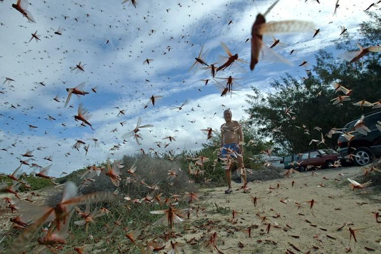Locusts Swarm Egypt: Damage Locusts Caused in the Past 100 Years