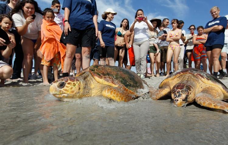 Loggerhead Turtles Returned to the Wild