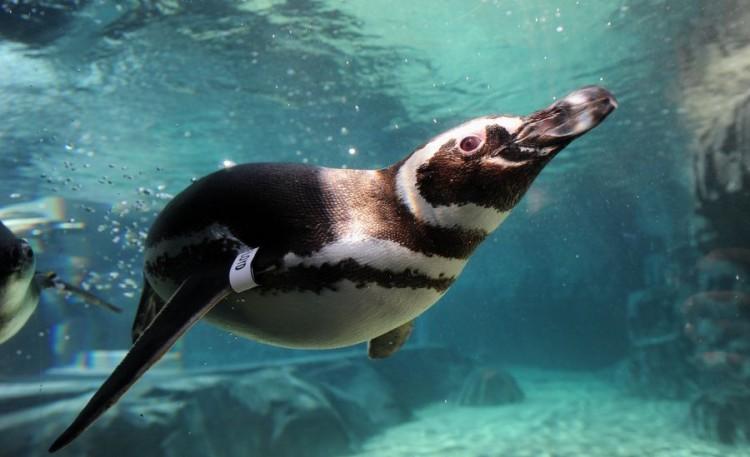 Rescued Magellanic Penguins in New June Keys Penguin Habitat (photo)