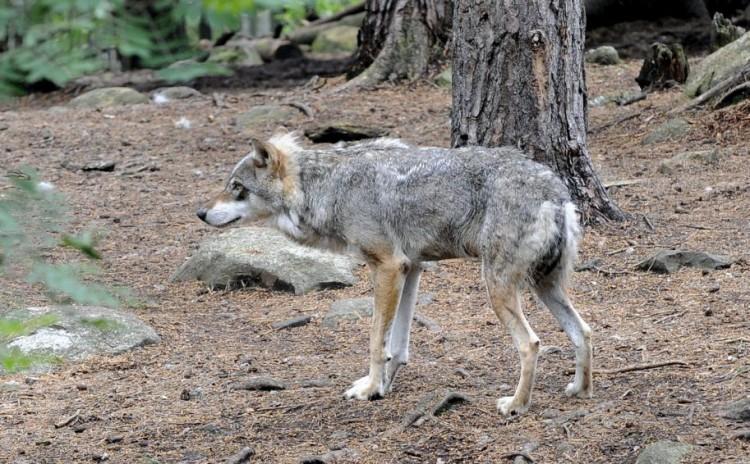 Sweden’s Wolves Back From Extinction, And Causing Controversy