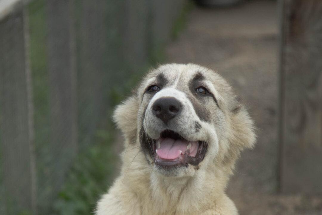 The Magic of MaxoMagic Kennels