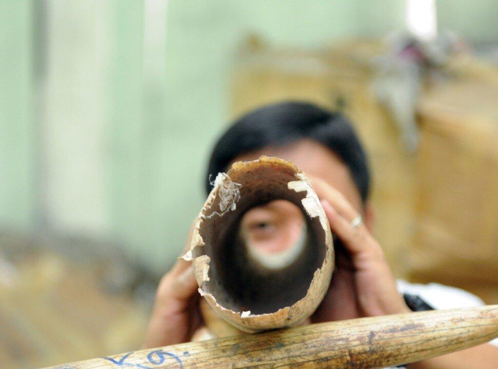 Governments Reluctant to Tackle Wildlife Trafficking, Says WWF