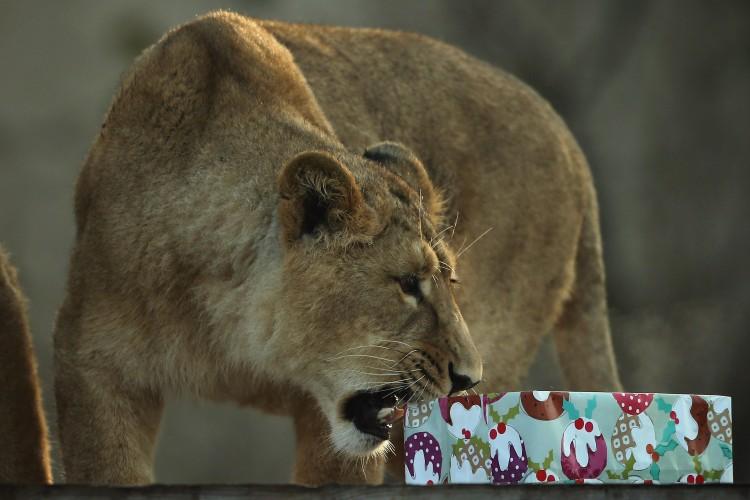 PHOTOS: Zoo Animals Get Christmas Gifts