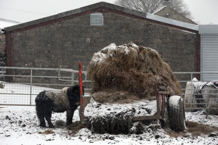 Sweden Investigating 9,000 Missing Horses Amid Meat Scandal
