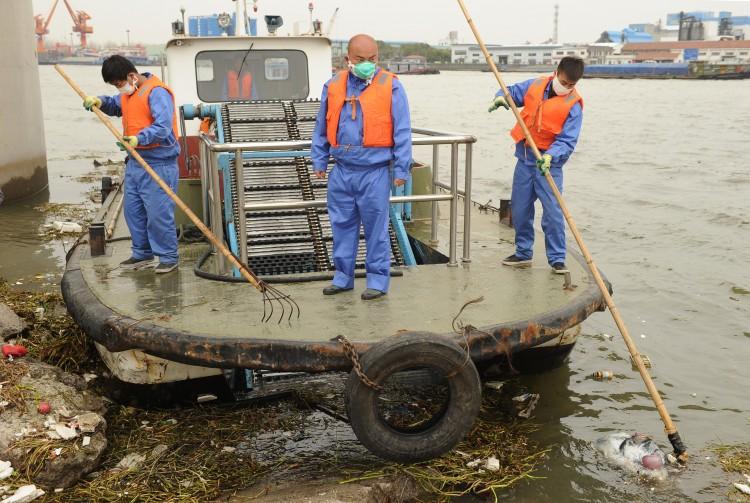 495 More Pigs Plucked From Shanghai’s Water Source