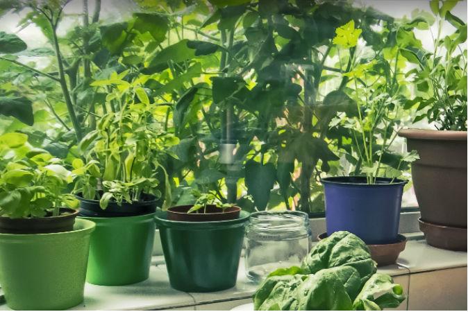 3 Grow-Your-Own Herbs Guaranteed to Impress Your Friends