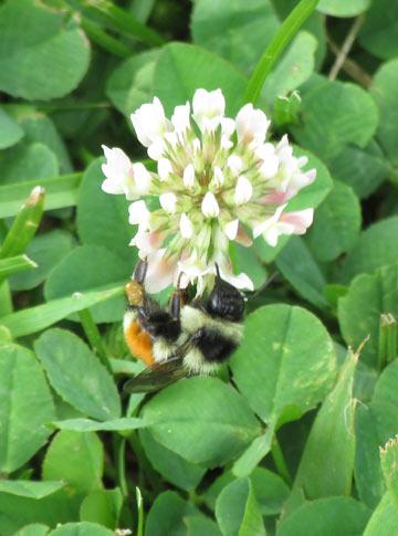 Limit Climate Change or Lose Bumblebees and Crops