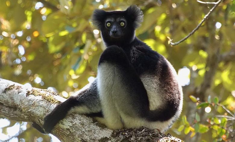 Rare Conservation Victory in Madagascar