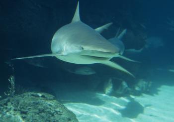 How Sharks Sniff Out Prey