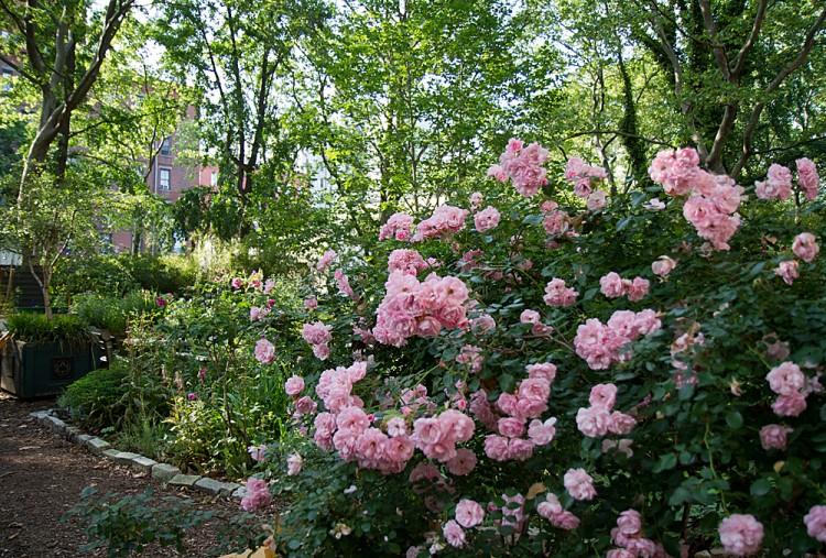 Formerly Lost Ladybug Returning Soon to the Big Apple