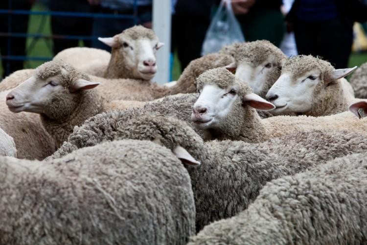Australian Wool Regains Strength As Workers Return to the Office