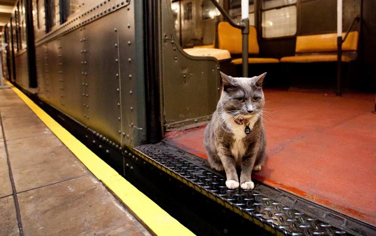 Sadie, the New York Museum of Transportation Cat (Photo)