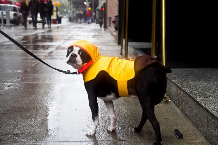 Dog Gearing Up for Sandy