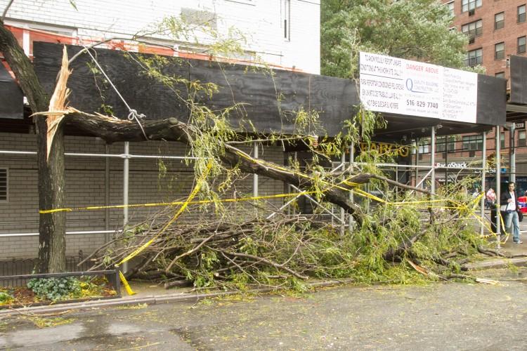 Lessons From Downed Trees in NYC
