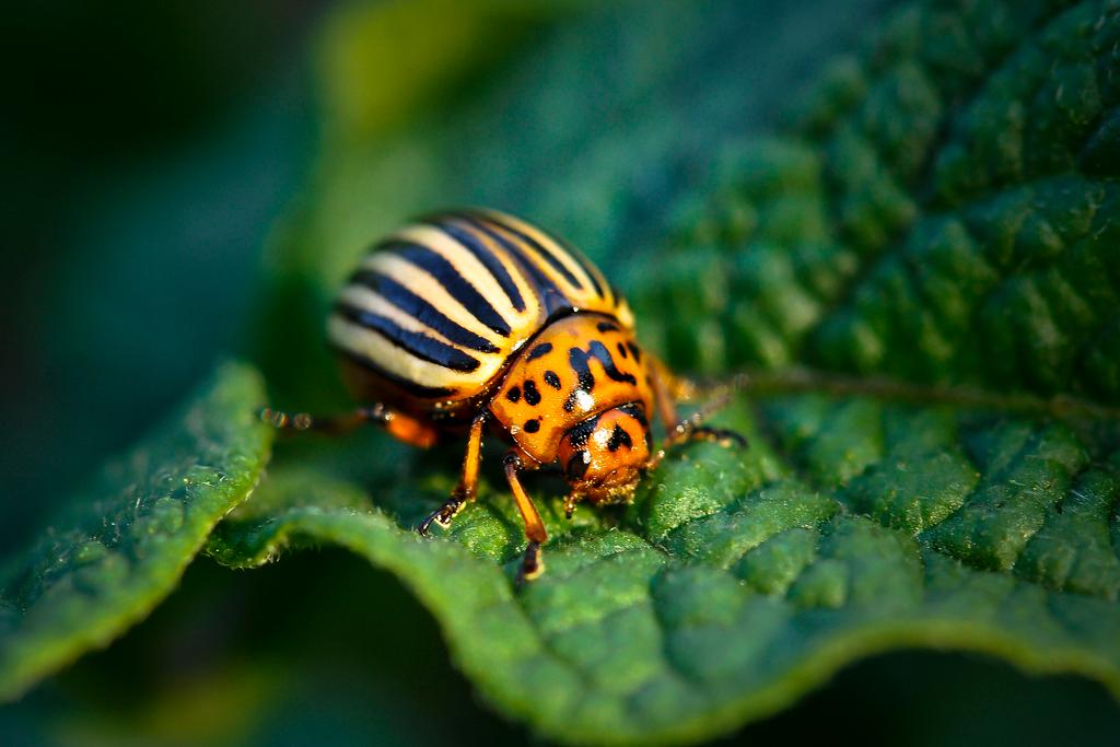 RNA Insecticide Could Leave ‘Good’ Bugs Alone