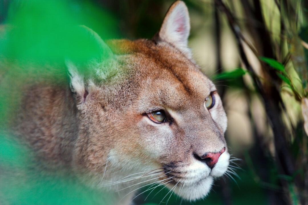 Is It Too Late to Save Mountain Lions in Southern California?
